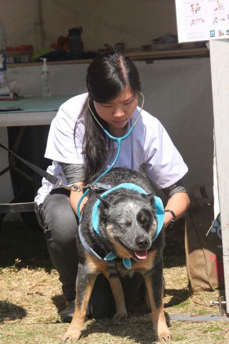 A supervised vet student examines a kelpie Photo: Peter Murphy