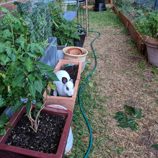Local bunnies create a challenge. Photo: Fiona Poeder