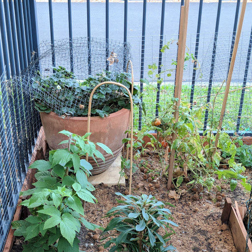 Thriving vegetable plot. Photo: Fiona Poeder