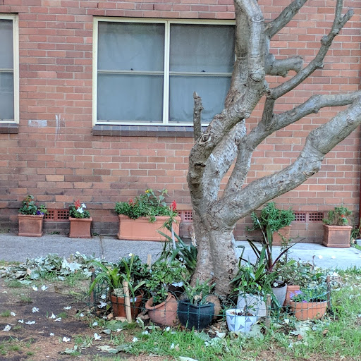 30 year old frangipani planted by a current resident's grandmother. Photo: Fiona Poeder