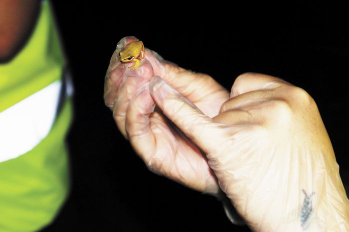 Eastern Dwarf Tree Frog (Litoria fallax). Photo: Andrew Chuter