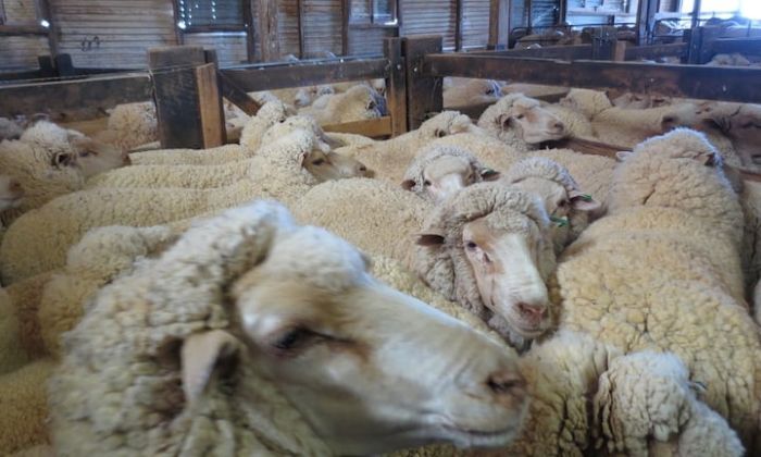 Appalling conditions on board a standard long-haul live export voyage from Australia to the Middle East. Photo: PETA