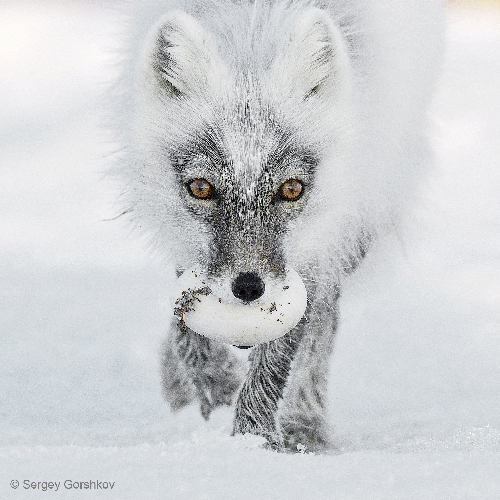 The Arctic fox with an egg. Photo: Sergy Gorshkov, Russia finalist, Wildlife Photographer of the Year