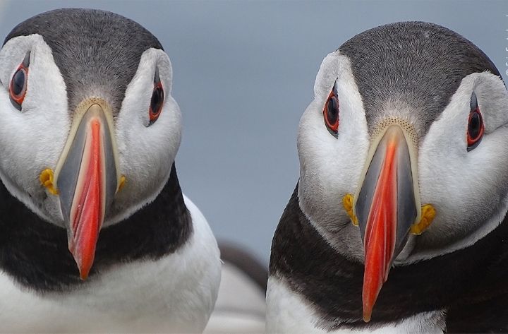 Wildlife photography exhibition captures beauty and fragility - South