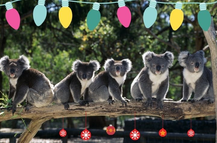 ‘A Koala Christmas Countdown’ …  join in!