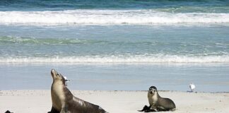 Australia braces for sea lion mortalities amid bird flu outbreak