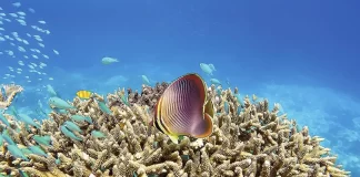 Across time and space on the Great Barrier Reef: international collaboration deciphers the reef’s cycle of growth and collapse