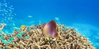Across time and space on the Great Barrier Reef: international collaboration deciphers the reef’s cycle of growth and collapse
