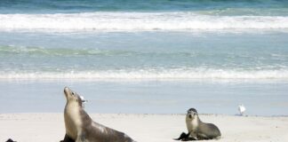 Australia braces for sea lion mortalities amid bird flu outbreak